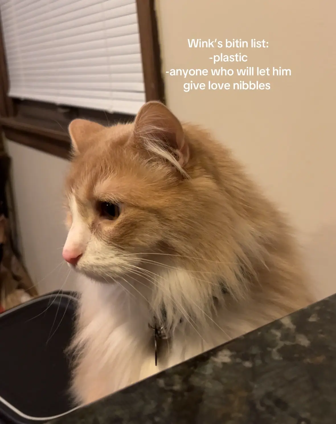 🫣🫣🫣 #cat #catsoftiktok #fyp #foryoupage 