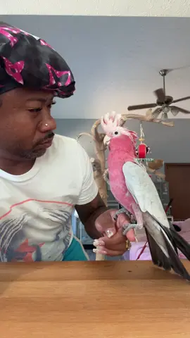 RUDY said “ Line it up” 🤣🤣🤣🤣🤣🤣 #fyp #rosebreastedcockatoo #dancingbird 