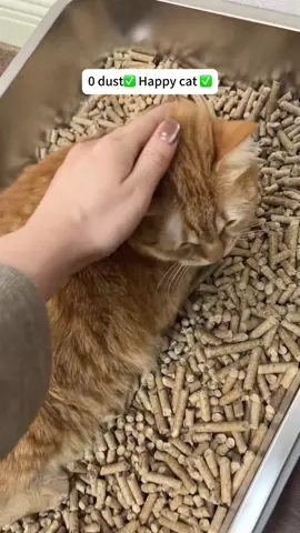 Dusty litter? Not with pine! 🌲✨​ Zero clouds, just clean air for you & your cat! #cat #cats #catsoftiktok #meow #meowbox 