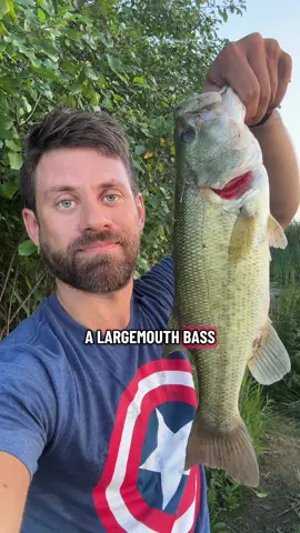 Fishing with a Texas-rigged Senko 🎣 #fishing #fishinglife #fishingtips #fishingvideos #bassfishing 