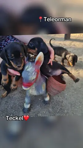 4 fete și 2 băieței disponibili🥰județul Teleorman🤗pentru detalii, aștept mesaj în privat #teckel #teckelpuppy #teckelromania 