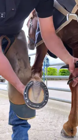 #farrier #farriersoftiktok #horse #horses #asmr #animalwelfare 