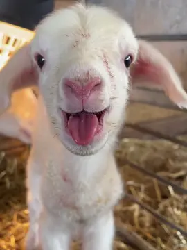 The little lamb's bleat is so cute! 😊 #Lambie #cute #baby #goats #goat #babygoat 
