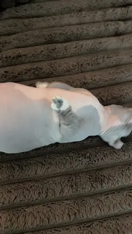 #dwelffat #dwelfcat #shitbyrd 