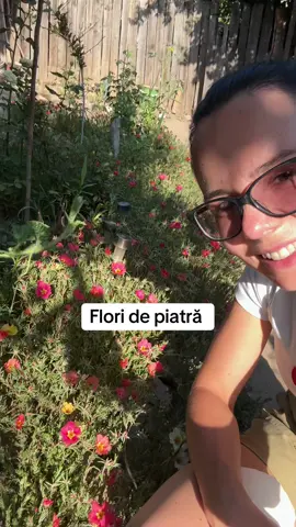 Flori de piatra, aveti in uk?#gradina #allotment #gradinarit #flori #floridepiatra 