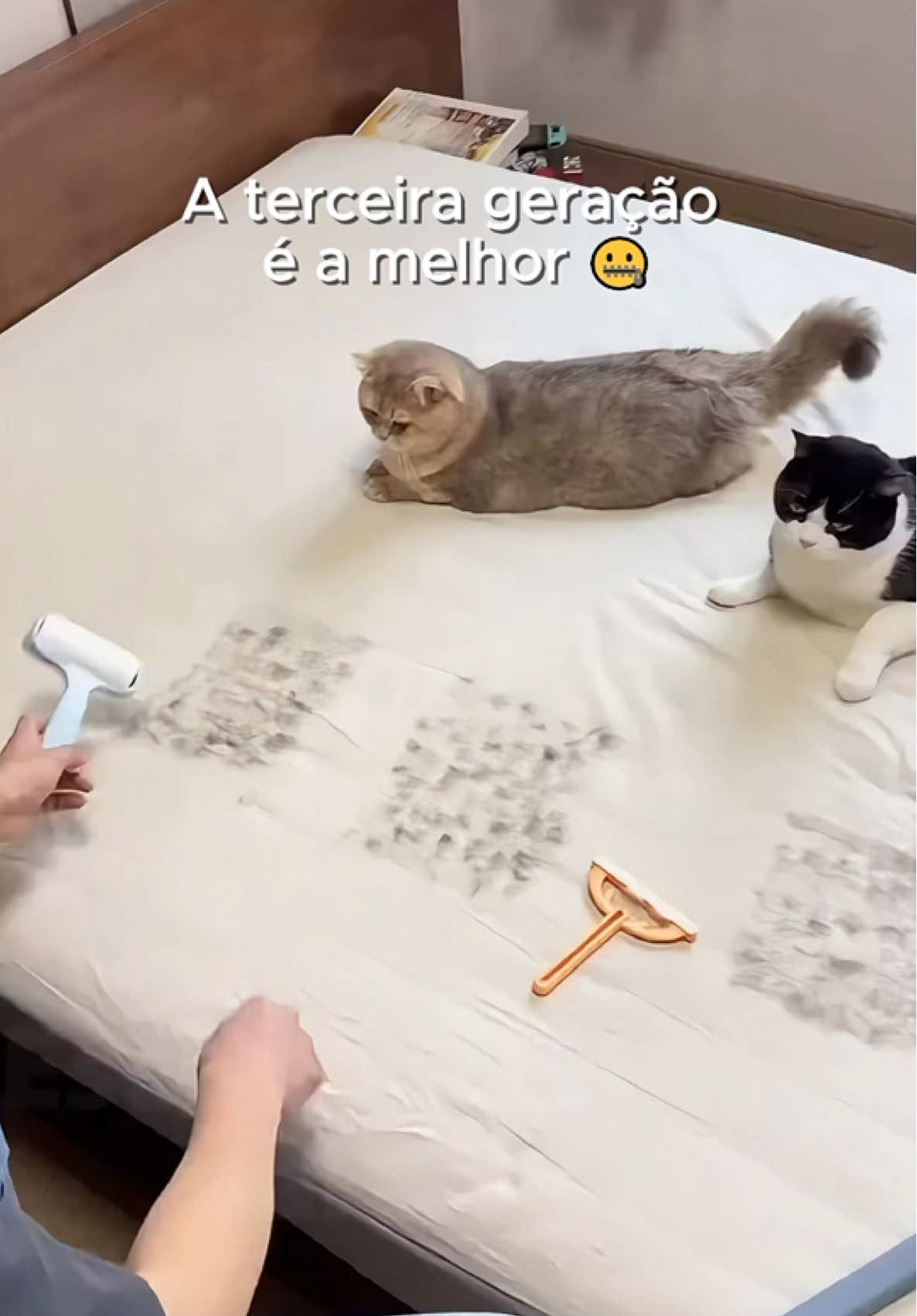 Pais de pet com casa limpa
