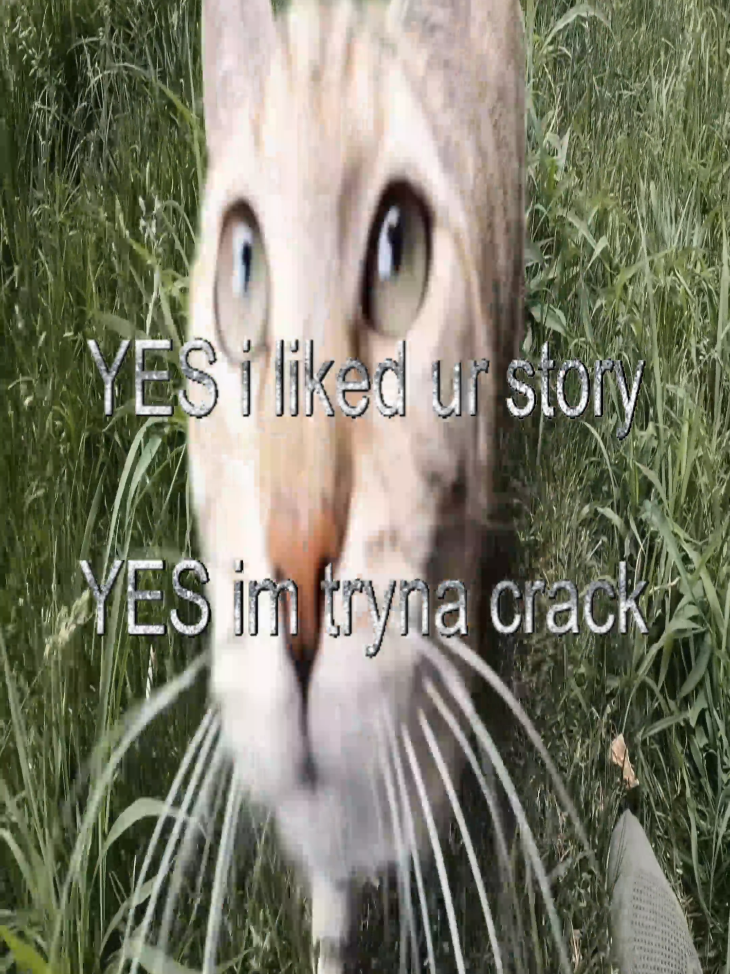 #real #thoughts #fyp #cats #catcore #relatable #swag