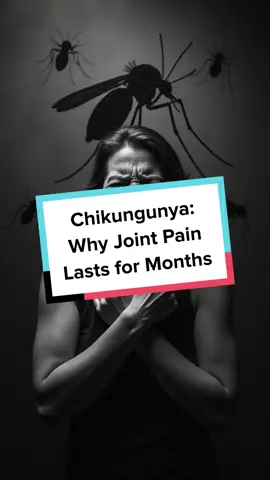 Chikungunya isn’t just a fever—it’s a virus that can leave you aching for months. Discover why joint pain lingers long after the bite. #Chikungunya #MosquitoBorne #JointPain #HealthFacts #ViralInfections