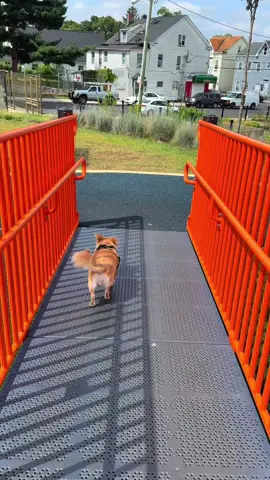 Nosotras solas en el parque con mi perrito ♥️ #park #fyp #edit #funny #dogsoftiktok 