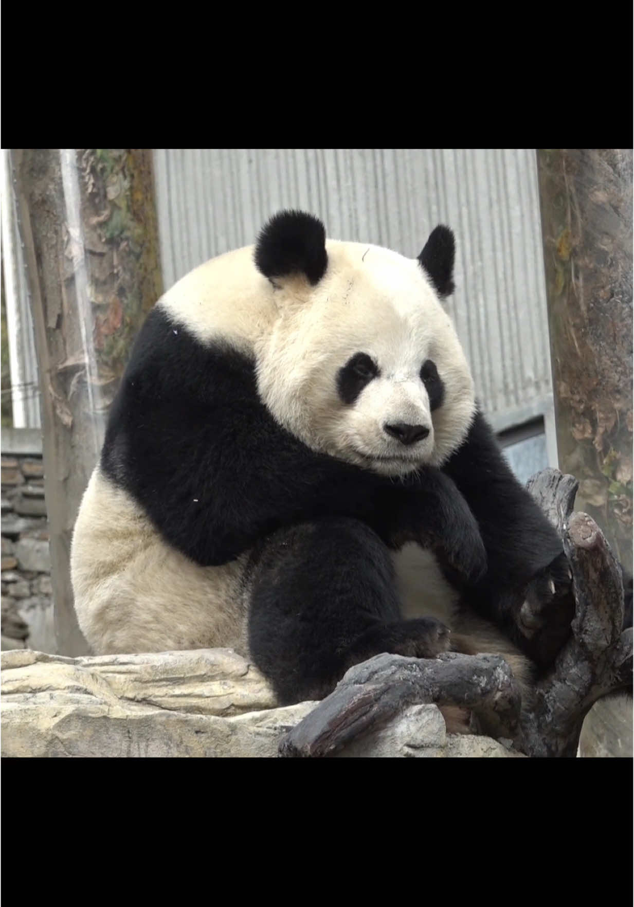A giant panda burps.#funny #panda🐼 #panda #cute 