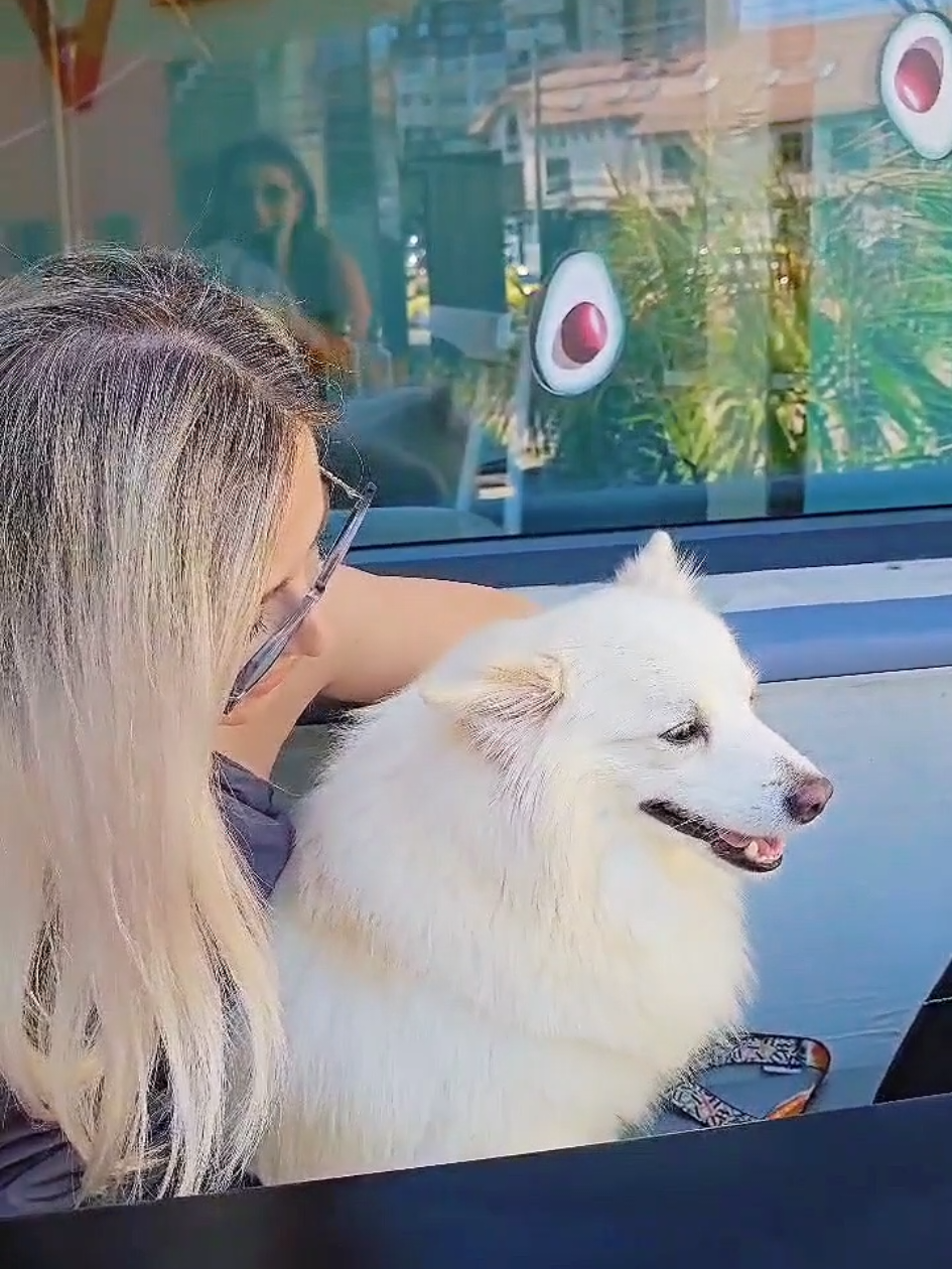 Lăsați răspunsul în comm #dogsoftiktok #funnyvideos #dogsoftiktok #petfriendly #dogs 