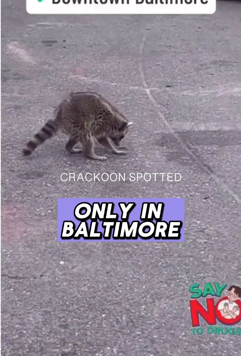 Crackoon in Baltimore 