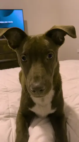 All ears  #pitbull #puppy 