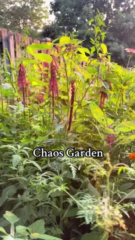 My 1st Chaos Garden! 🌺 I wasn’t sure what to expect since I see girls do these chaos gardens all the time but they never show the final results. I waited 2 months to show you guys this and I am so excited!! More flowers are on the way. It’s breathtakingly beautiful. The bees and butterflies are loving it. 🥰  #flowers #chaos #flower #garden #kristyslifestyle 