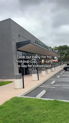 Took our baby to get his first pup cup today 🐾🍦 pretty sure he thinks he’s a king now 👑  #starbucks #pupcup #puppytiktok #starbuckscup #goldenretrieverpuppy 
