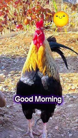 🐔🐔🐔Good Morning 🐔🐔🐔🐔🐔🐔🐔🐔🐔🐔🐔wake up and make it happen💚🐔🐔🐔🐔🐔🐔🐔🐔🐔🐔#goodmorning #rooster #funnyvideos #funnymemes #morning 