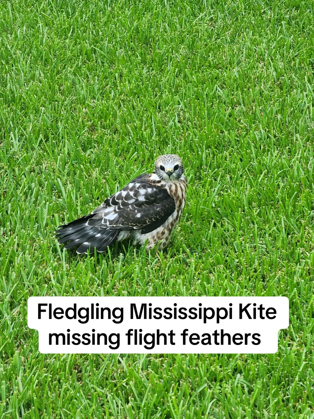 https://www.facebook.com/share/1EAJpZuUMs/?mibextid=wwXIfr According to Dr. Zoey Lex, second-year resident of wildlife medicine at the LSU School of Veterinary Medicine, the hospital has treated 26 kites with wounds consistent with being shot this year, compared to 14 in 2024. Eight more Mississippi kites have been treated this year compared to 45 in all of 2024.