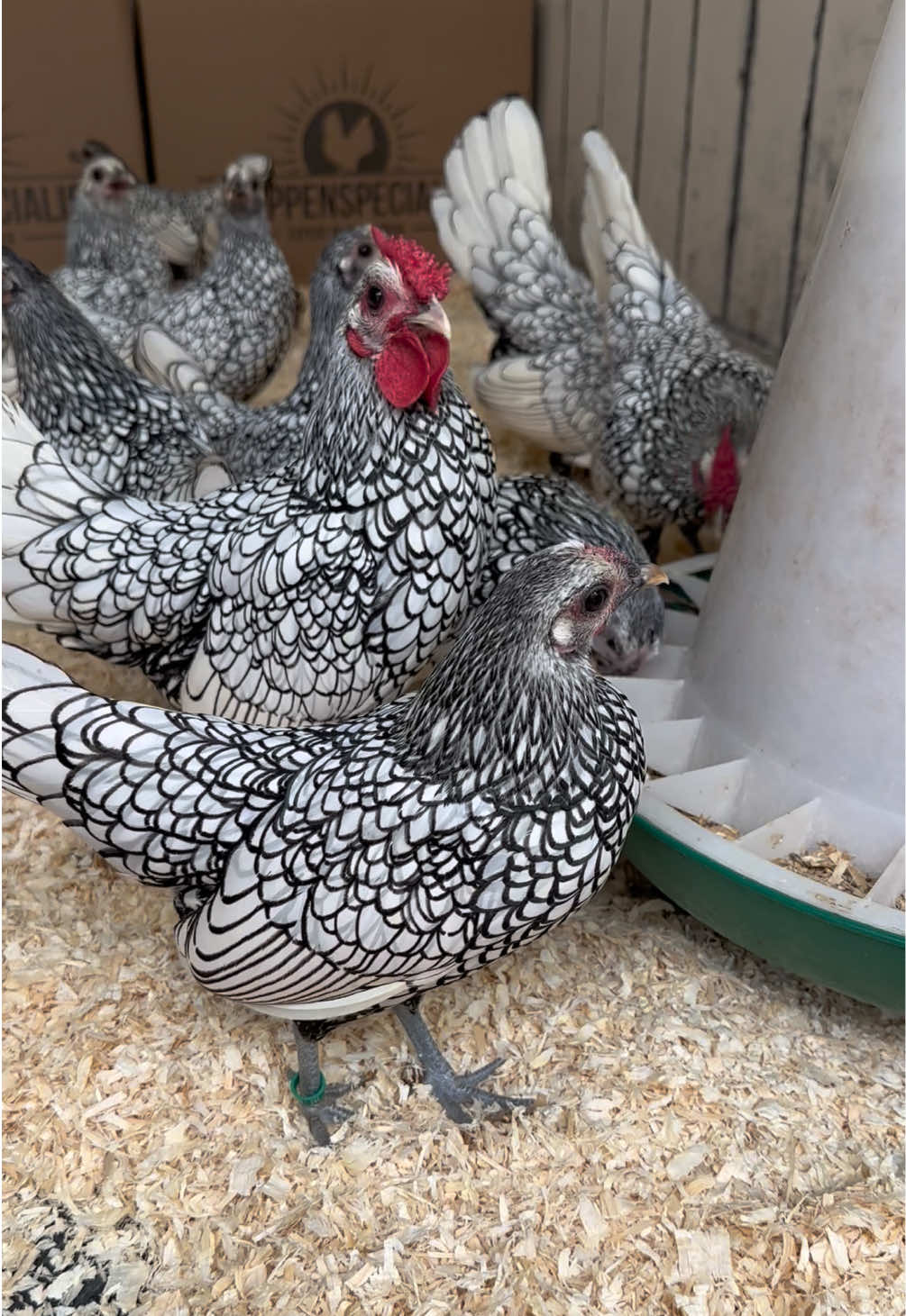 Het is etenstijd voor deze Sebrights  🌾💯 . . . #sebright #foryou #backyardchickens #CuteAnimals #fyp 