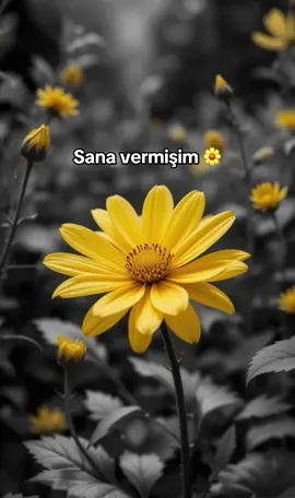 Gönlümün mührünü sana vermişim 🌼🌼🌼