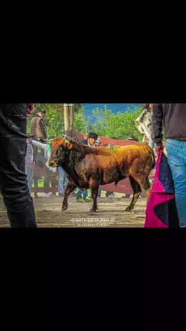 #contenido🤠🐂❤️ #Dime que me quiete ,Que me amas de verdsd..❤️🤠❣️#taurinos_de_corazón♥️🐂 #apoyamecontu♥️ #paratii🤠♥️ 