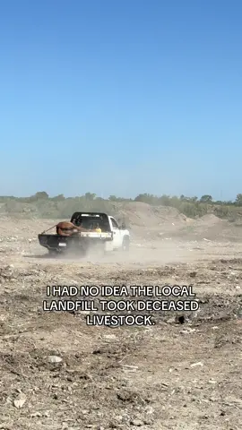 According to the cashier you can dispose of deceased livestock for less than $100. They will also remove it from your truck or trailer. Now, some might look upon this poorly but for someone who doesn’t have the means to dig a hole that big this could be a very economical way to get rid of a deceased animal. I had no idea. #selfsufficient #livestock #urbanhomestead #homestead #backyardchickens  