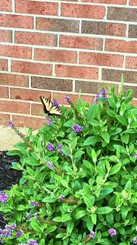 I love watching pollinators do their thing! ❤️🌺🐝 #pollinators #flower #garden #butterfly 