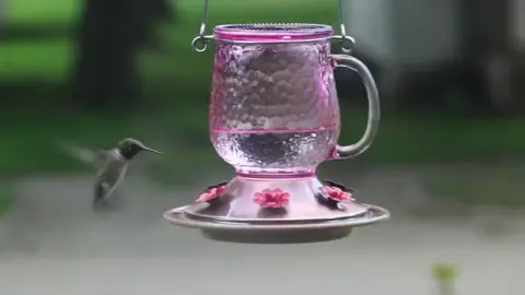 More Hummingbird action on my brand new feeder 🤩 #kingsyard #birdfeeding #backyardbirds #birdtok #birdphotography 
