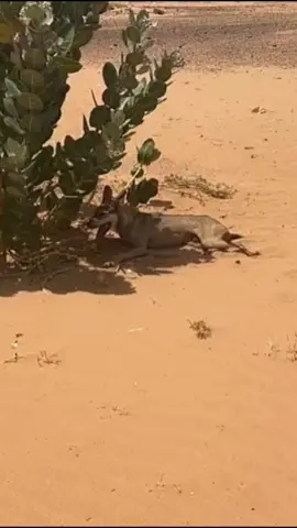 ‏العوي ويخاويهم