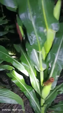 edisi jaga kebun jagung,karna setiap malam kerbau orang yg melepas liarkan peliharaan nya,padahal di sini bukan tempat pelepasan ternak