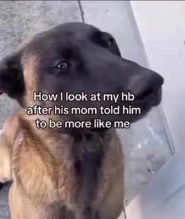Such a good influence 😁  #fyp #dogs #belgianmalinois #viral #goodboy