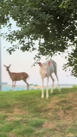 #deer #nature #foryou #fyp #foryoupage 