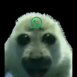 Seal #seal #meme #fyp 