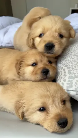 They love to cuddle together 🥰 #goldenretriever #fyp #puppy 