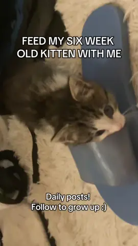 She’s grow up up 😞 #kitten #kittens #cat #catsoftiktok #cats 