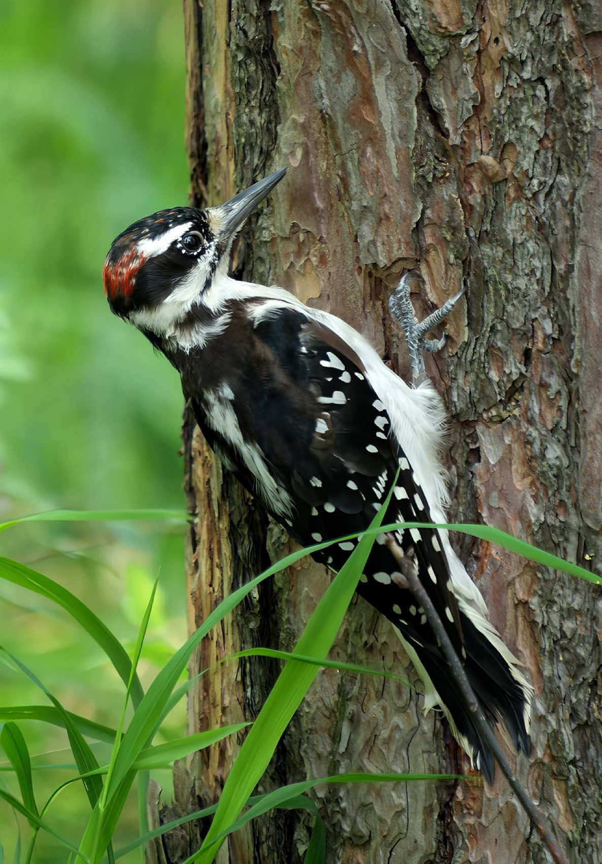 Shhh… Downy Woodpecker tapping all around the trunk 🪵🐦#DownyWoodpecker #Woodpecker #BirdTok #NatureTok #Wildlife