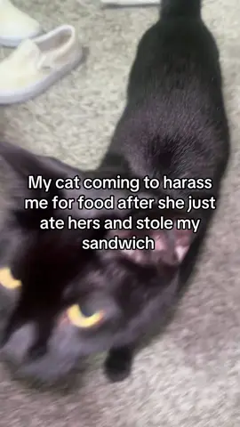 #trend#cat #blackcat #fyp 