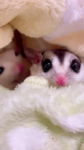 This is a sugar glider which is a small, nocturnal marsupial known for gliding between trees using the thin membranes between its limbs.  #sugarglider #cutepets #fyp #viral #animals 