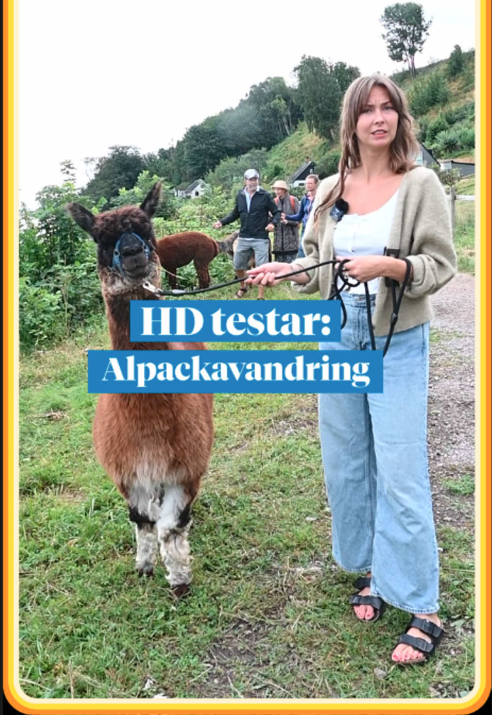 HD:s reporter Estelle testar alpackavandring på Ven. Så blev betyget.  #animalsoftiktok #alpaca #fördig #ven #helsingborgsdagblad 