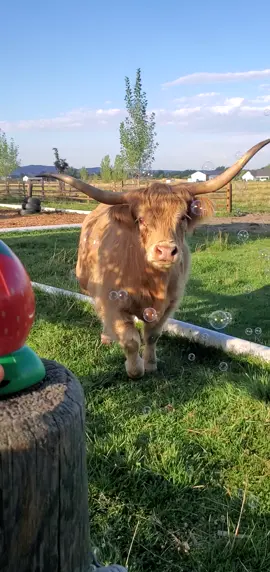 Loki got to experience a bubble maker for the first time! I think he was a bit confused and a bit delighted! It was probably more confusing that the bubbles smelled like strawberries 🤣.  #wildrootsfarmllc #lokithefluffyboy #moocrew #funnyanimals #pets 