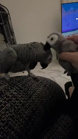 😅#africangrey #ببغاء #funnyanimals #birds #dubai 