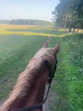 Can I do this everyday please? 😍 #thetford #horses #riding #horseriding #hacking 