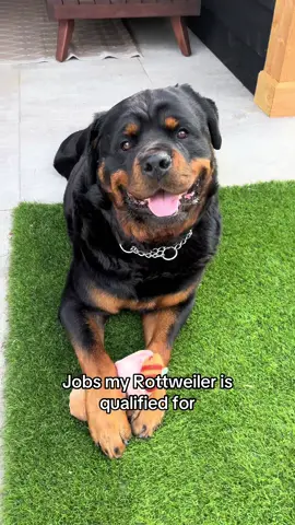 Jobs my Rottweiler is qualified for PART 2 #rottweiler #dogsoftiktok #fyp 
