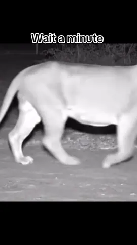 Don’t be suspicious #fyp #animals #dog #lion #blackandwhite #family #wildlife 