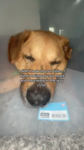 #heart #look #relatable #goviraltiktok #cutedog 