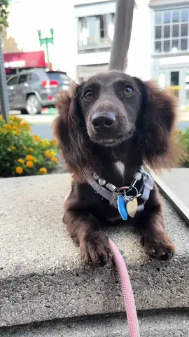 This is your sign to get a mini dachshund ✨🐾  #dachshund #mini #minidachshund #groomingdog #puppy #5monthsold #fluffy #saturday #bayarea 