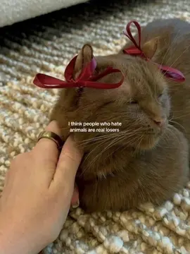 insp from : @mochiimerchant || 🍉💐🍯 || #animalsoftiktok #pinterest #moodboard #aestheticvideos #relatable 