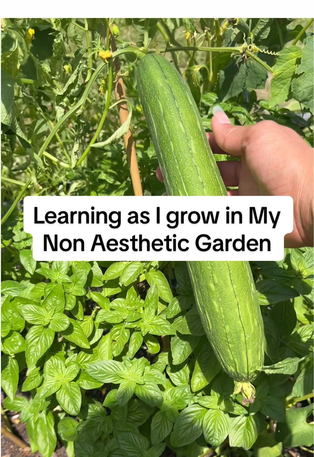 Growing in a non aesthetic garden nothing fancy just seeds and soil 🪴 #gardentok 