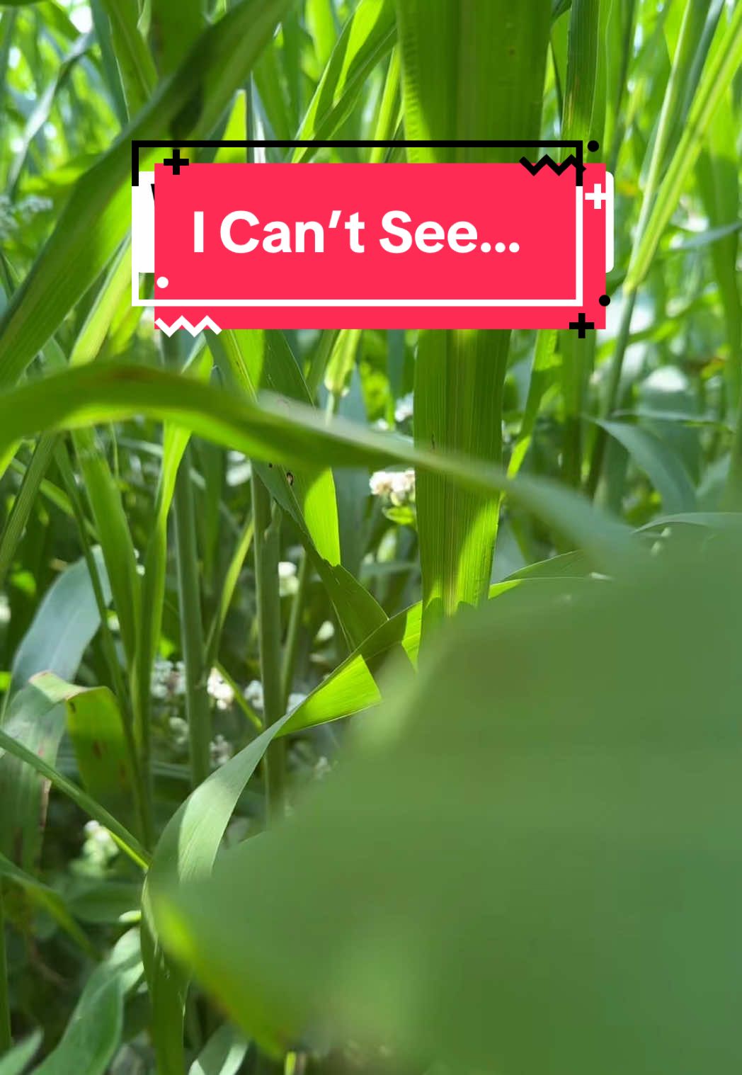 It’s a good problem to have!  Green Cover had some incredible plots of mixes that grew incredibly well.  This is forage that would make cattle very happy campers while also preventing erosion, increasing soil health and reducing your feed costs. #covercrop #regenerativeagriculture #regenerativefarming #notill #farmtok 