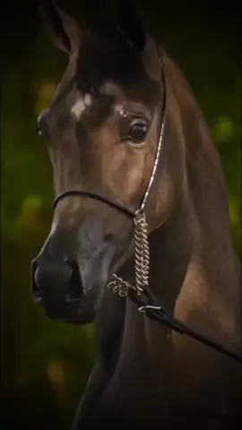 كن لها رجلاً عظيماً تكن لك الأربع نساء #عاشق_الخيل 