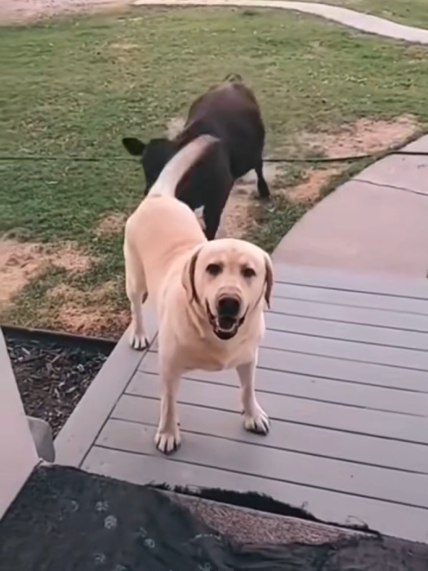Funny dog #dogsofttiktok #funnydogs #funnypets #fyp #viral 